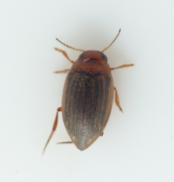 Foto af Porhydrus lineatus (Porhydrus lineatus) | Standardfoto