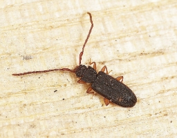 Foto af Langhornet fladbille (Uleiota planata) | Standardfoto