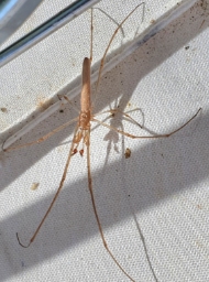Foto af Tetragnatha shoshone (Tetragnatha shoshone) | Bo Valeur