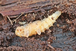 Foto af Lille kardinalbille (Schizotus pectinicornis) | Puppe