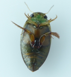 Foto af Laccophilus minutus (Laccophilus minutus) | Standardfoto