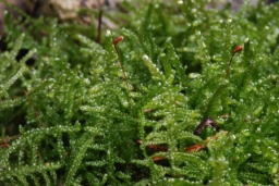 Foto af Hede-cypresmos (Hypnum jutlandicum)