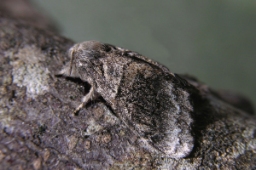 Foto af Bævreaspspinder (Gluphisia crenata) | Standardfoto