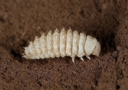 Foto af Lycoperdina succincta (Lycoperdina succincta) | Larve