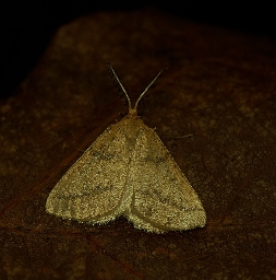 Foto af Okker-måler (Aspitates ochrearia) | Han