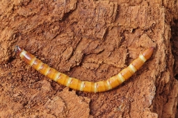 Foto af Ampedus cardinalis (Ampedus cardinalis) | Larve