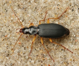 Foto af Stor kamløber (Dolichus halensis) | Standardfoto