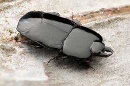 Foto af Hololepta plana (Hololepta plana) | Standardfoto