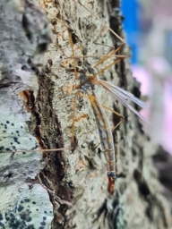 Foto af Stribet stankelben (Tipula flavolineata) | Hun