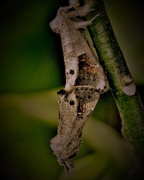 Foto af Streg-måneplet (Clostera anachoreta) | Han og hun i parring 
