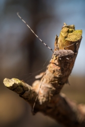 Foto af Tømmermand (Acanthocinus aedilis) | Han