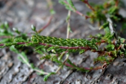 Foto af Hvidplettet lyngugle (Anarta myrtilli) | Larve