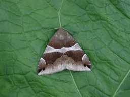 Foto af Algierugle (Dysgonia algira) | Standardfoto