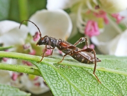 Foto af Fluebuk (Molorchus minor) | Standardfoto