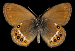 Foto af Herorandøje (Coenonympha hero) | Han