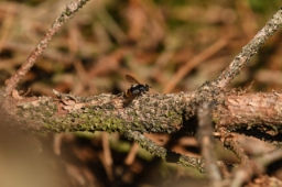 Foto af Stub-svirreflue (Blera fallax) | Han