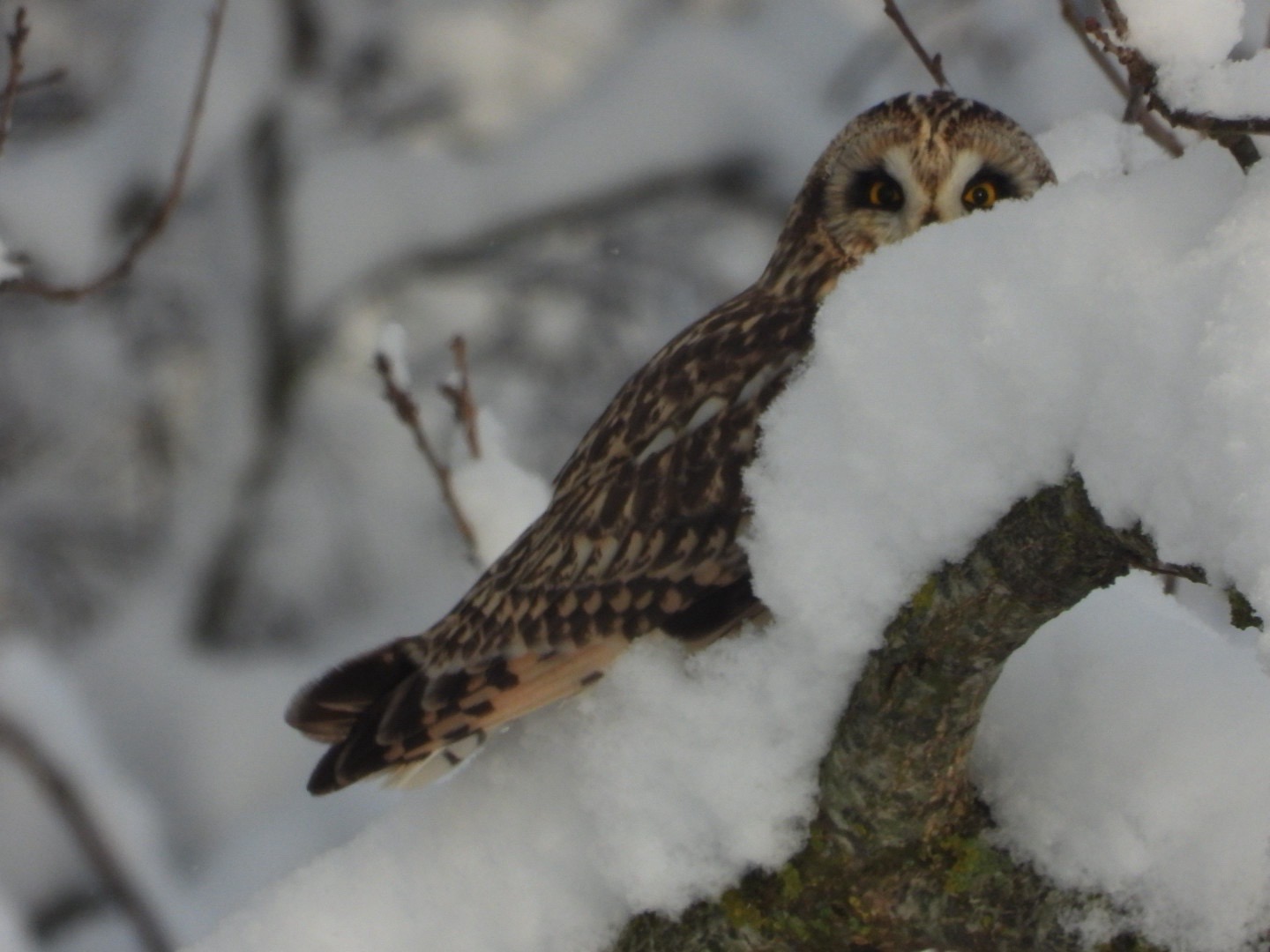 Short-eared Owl (Asio flammeus), photo 4