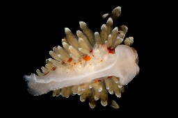 Foto af Amphorina andra (Amphorina andra) | Standardfoto