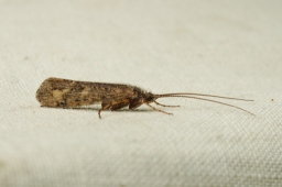 Foto af Limnephilus affinis (Limnephilus affinis)