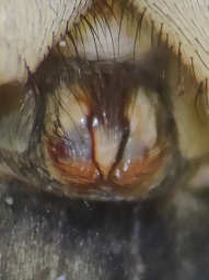 Foto af Rødbenet museedderkop (Gnaphosa bicolor) | Hunnens epigyn