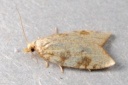 Foto af Aleimma loeflingiana (Aleimma loeflingiana) | Standardfoto