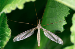 Foto af Kålstankelben (Tipula oleracea) | Hun
