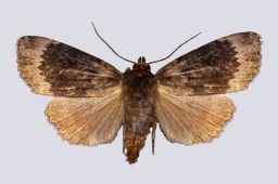 Foto af Hassel-pyramideugle (Amphipyra perflua) | Standardfoto