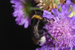 Foto af Lys jordsnyltehumle (Bombus bohemicus) | Hun