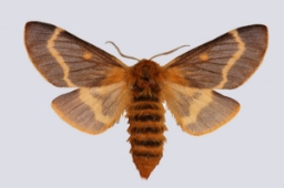 Foto af Løvetandsspinder (Lemonia dumi) | Standardfoto