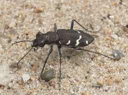 Foto af Stor sandspringer (Cicindela sylvatica) | Standardfoto