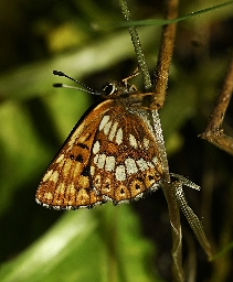 Foto af Terningsommerfugl (Hamearis lucina) | Hun