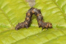 Foto af Fjer-måler (Phigalia pilosaria) | Standardfoto
