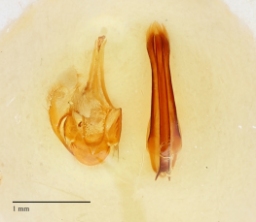 Foto af Hudeklanner (Dermestes frischii) | Danmarks BilleBank - danbiller.dk