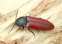 Foto af Ampedus quercicola (Ampedus quercicola) | Standardfoto