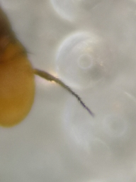 Foto af Nordisk træsaftsvirreflue (Brachyopa dorsata) | Detalje