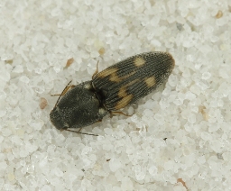 Foto af Negastrius sabulicola (Negastrius sabulicola) | Standardfoto