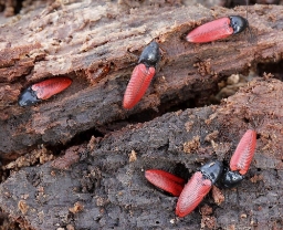 Foto af Ampedus rufipennis (Ampedus rufipennis) | Standardfoto