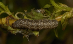 Foto af Pile-jordfarveugle (Leptologia lota) | Larve