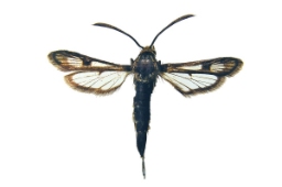 Foto af Engelskgræsglassværmer (Pyropteron muscaeformis) | Præparat
