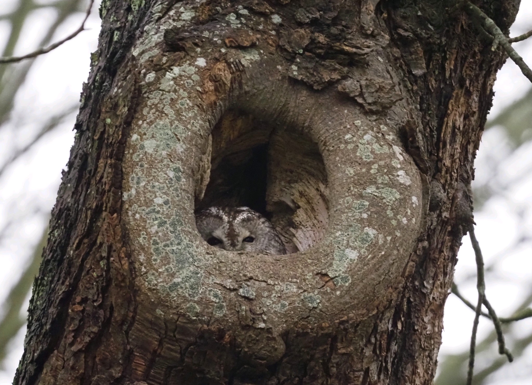 Tawny Owl (Strix aluco), photo 7