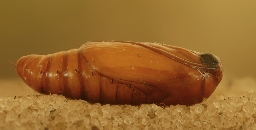 Foto af Strandært-ugle (Proxenus lepigone) | Puppe