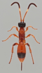 Foto af Aptesis nigrocincta (Aptesis nigrocincta) | Afvigende type