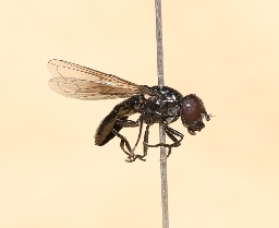 Foto af Lille engsvirreflue (Melanogaster nuda) | Hun