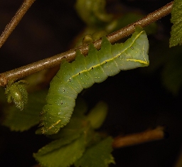 Foto af Hassel-pyramideugle (Amphipyra perflua) | Larve