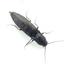 Foto af Ectinus aterrimus (Ectinus aterrimus) | Standardfoto