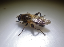Foto af Brun træsmuldsvirreflue (Brachypalpus laphriformis) | Han