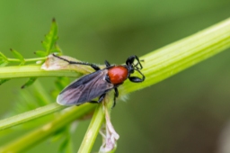 Foto af Havehårmyg (Bibio hortulanus) | Hun