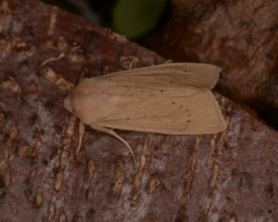 Foto af Stor sivugle (Rhizedra lutosa) | Hun
