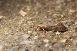 Foto af Limnephilus ignavus (Limnephilus ignavus) | Han