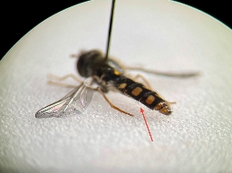 Foto af Smuk glanssvirreflue (Epistrophella euchroma) | Han